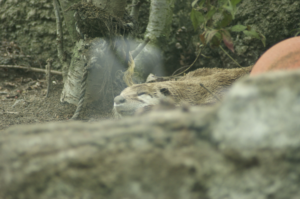 カナダカワウソ