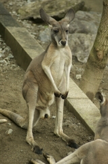 アカカンガルー 1
