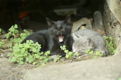 ぼくも眠くなってきたにゃ