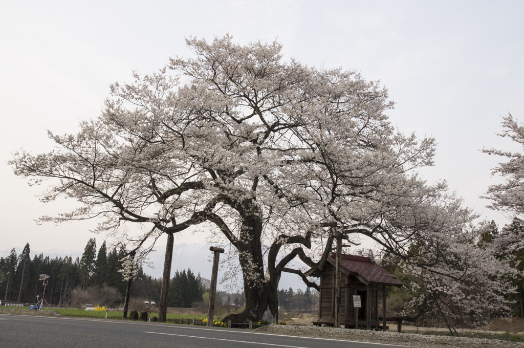 雫石弘法桜