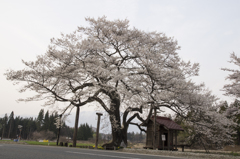 雫石弘法桜