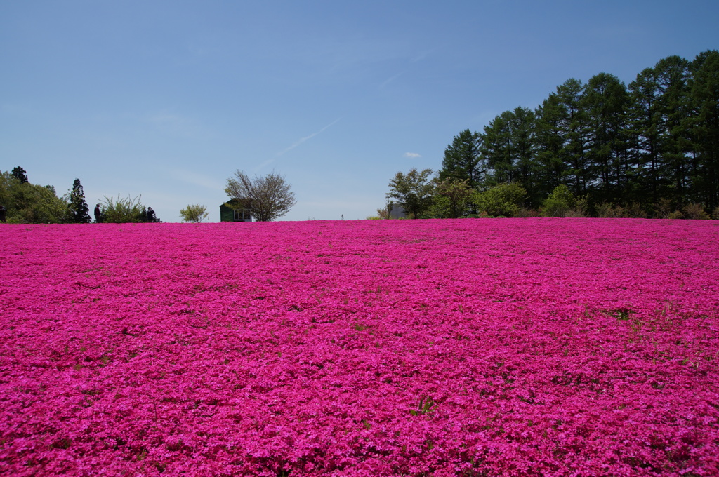 芝桜 花工房らら倶楽部