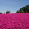 芝桜 花工房らら倶楽部