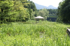 御所湖広域公園尾入野湿生植物園4