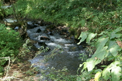 御所湖広域公園尾入野湿生植物園7