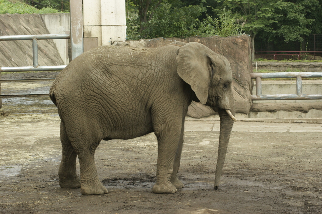アフリカゾウ 1