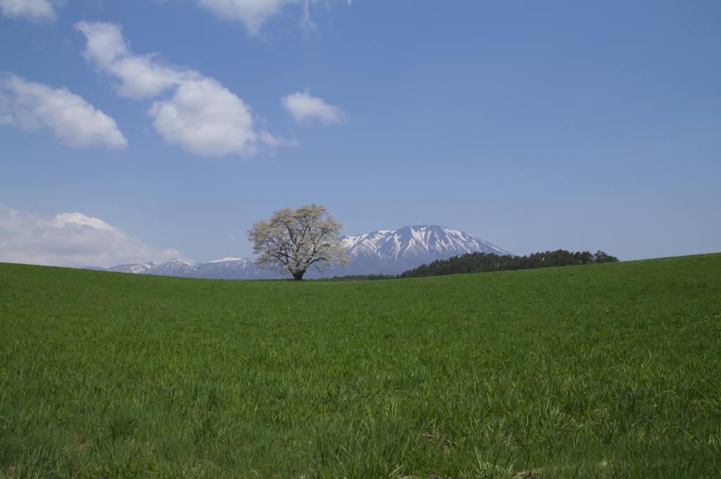 小岩井 一本桜