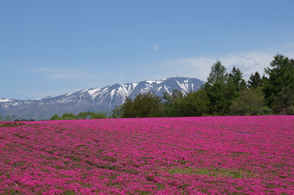 芝桜 花工房らら倶楽部