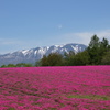 芝桜 花工房らら倶楽部