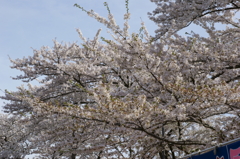 桜　高松の池1