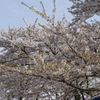 桜　高松の池1