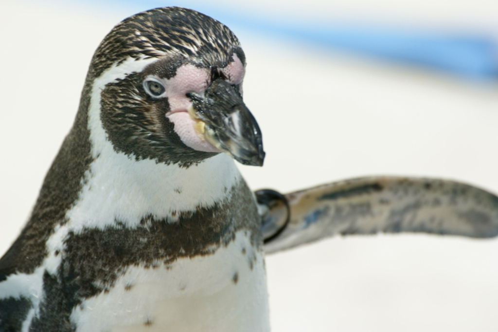 フンボルトペンギン1