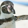 フンボルトペンギン1
