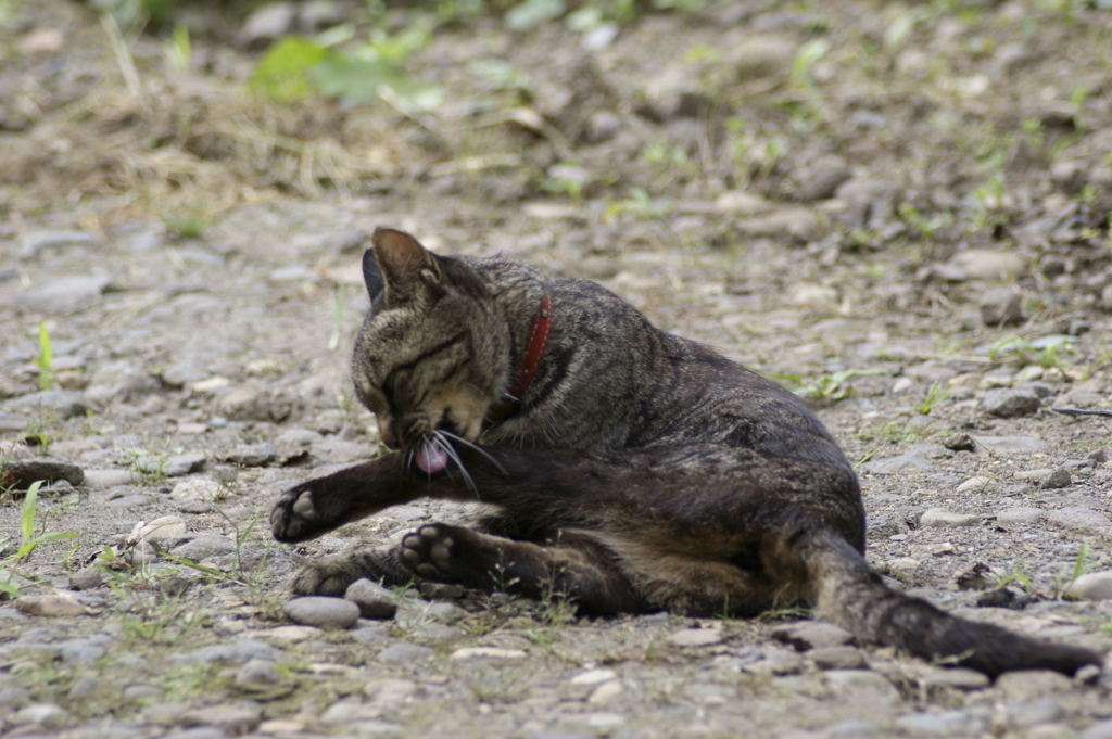 猫　身繕い3