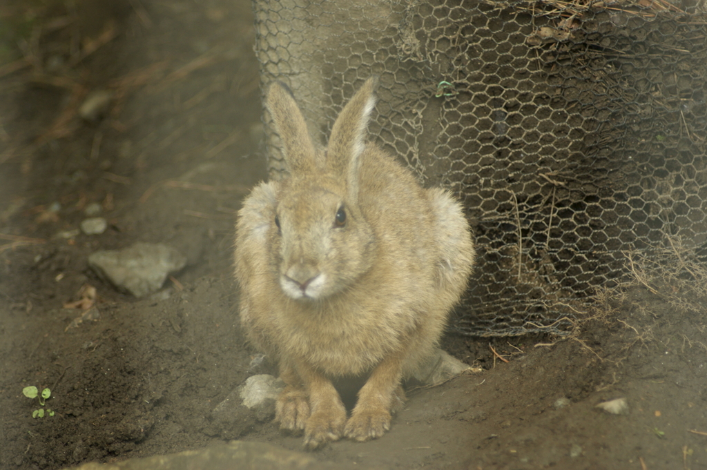 キュウシュウノウサギ