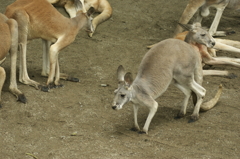 アカカンガルー 2