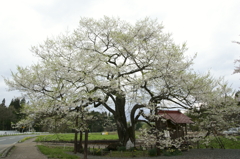 七ツ田の弘法桜