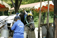 トロ馬車の馬