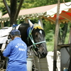 トロ馬車の馬