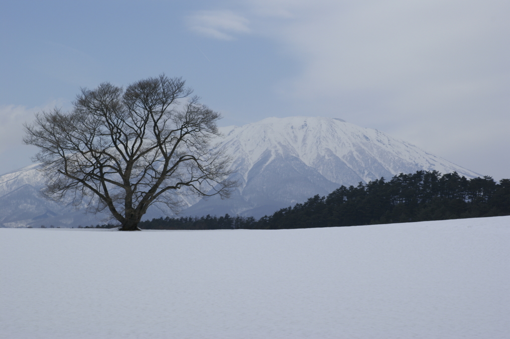 一本桜と岩手山 20120329