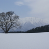 一本桜と岩手山 20120329