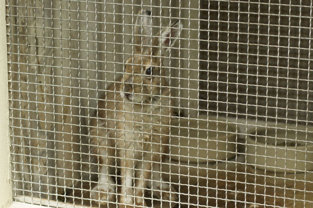 トウホクノウサギ 2