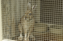 トウホクノウサギ 2