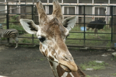 キリン 2