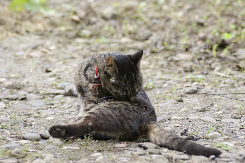 猫　身繕い1