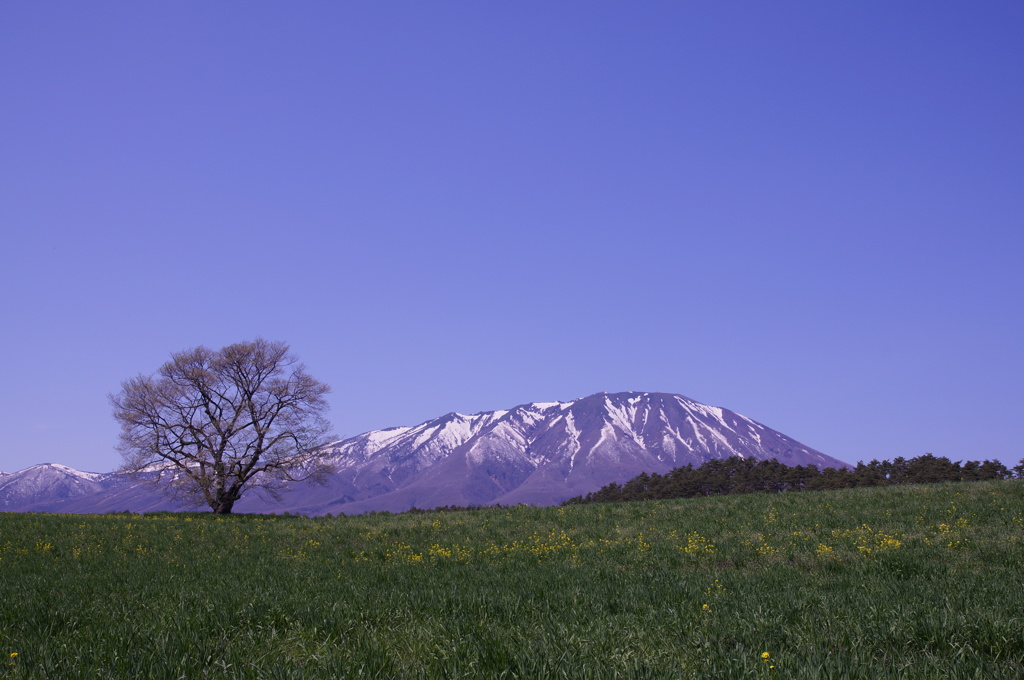 小岩井の一本桜