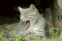 ふにゃ～・・・眠いにゃ