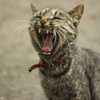 猫　あくび 20110926