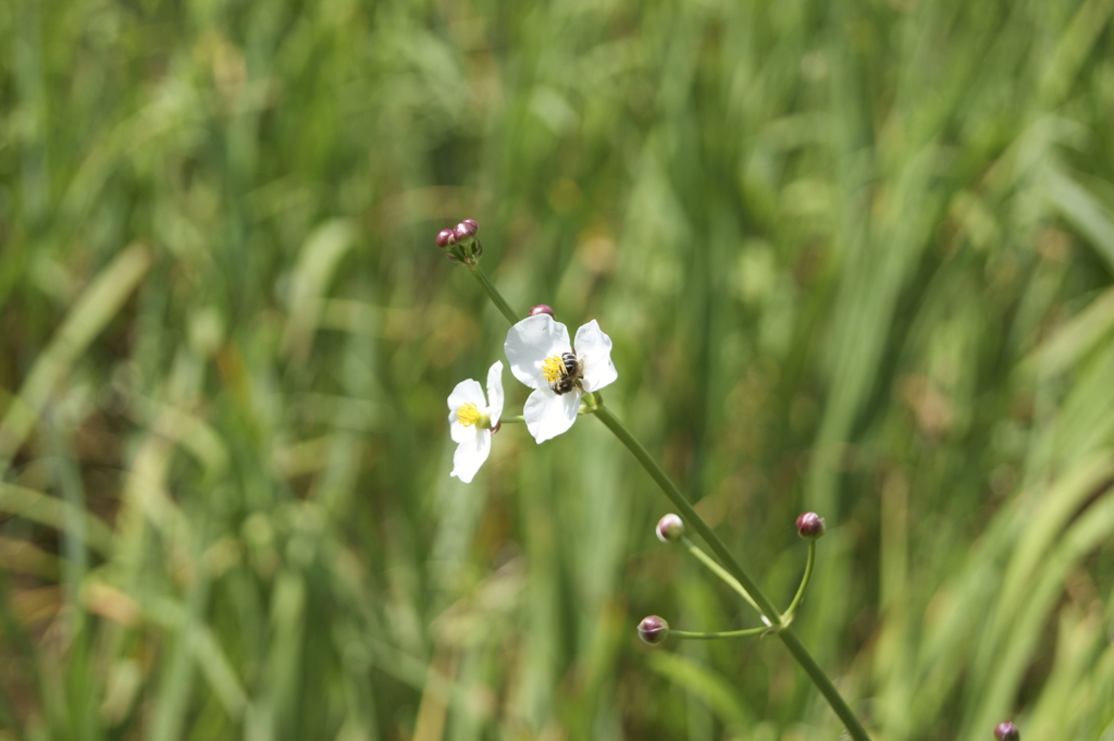 御所湖広域公園尾入野湿生植物園3