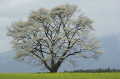 小岩井の一本桜 20120507-2