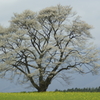 小岩井の一本桜 20120507-2