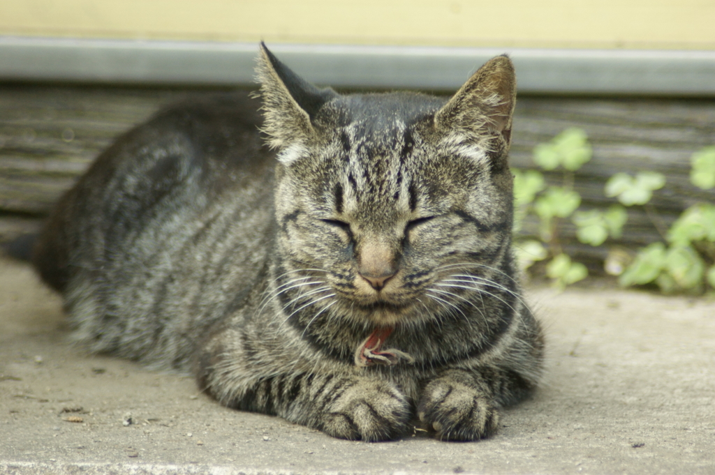 猫 20110916