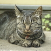 猫 20110916