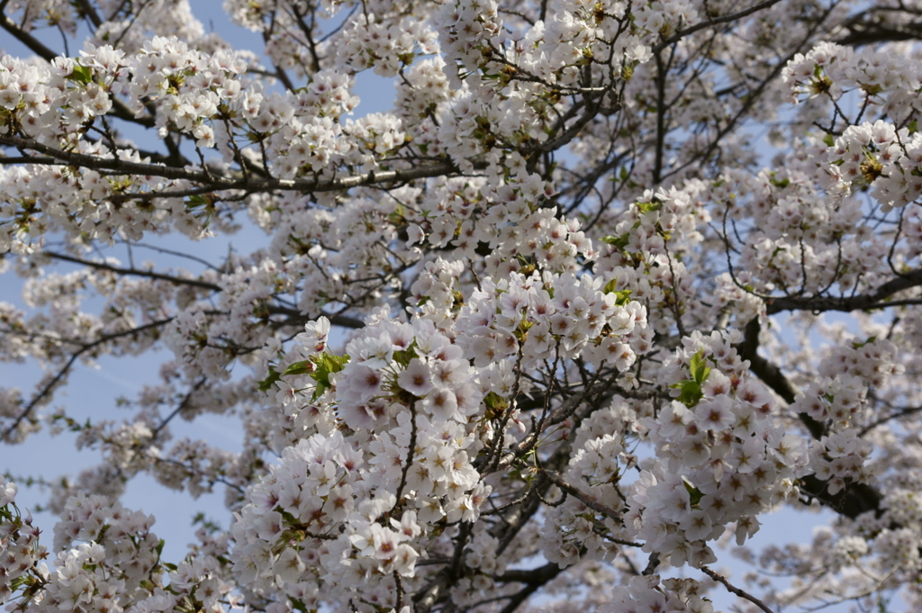 桜　高松の池2