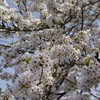 桜　高松の池2