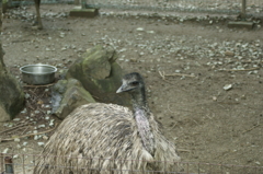 エミュー 2
