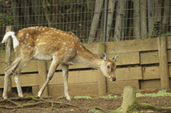 ニホンジカ 1