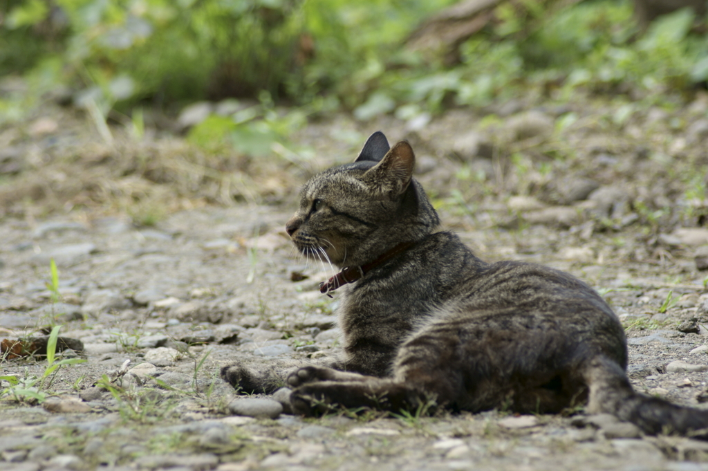 猫　身繕い5