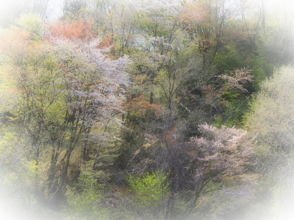 春の森