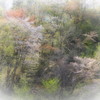 春の森