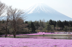 芝桜と富士山