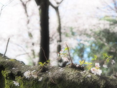 桜便り