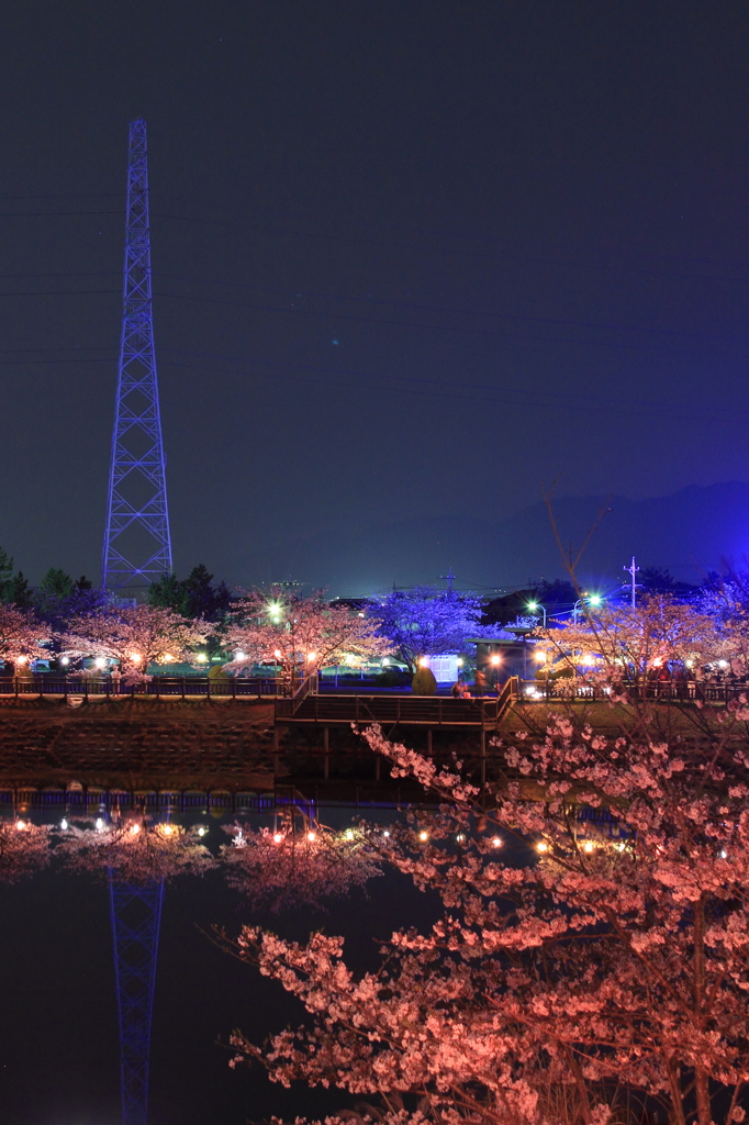 今宵の桜