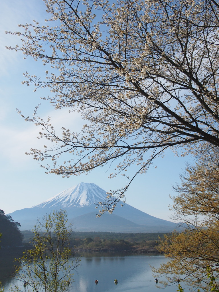 山桜と富士