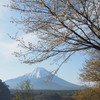 山桜と富士