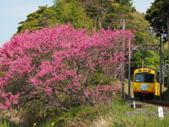 桃と黄色い列車